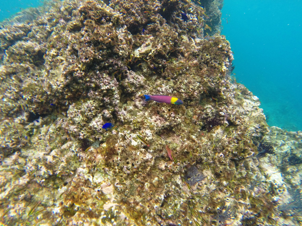 korallid ja kalad