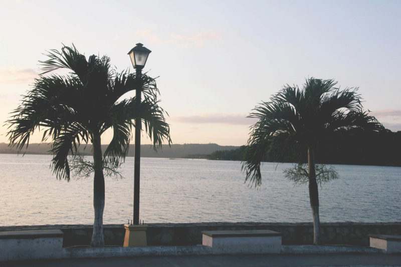 palmipuud