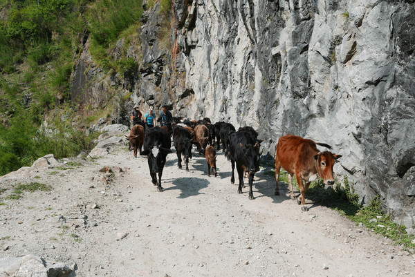 lehmad teel